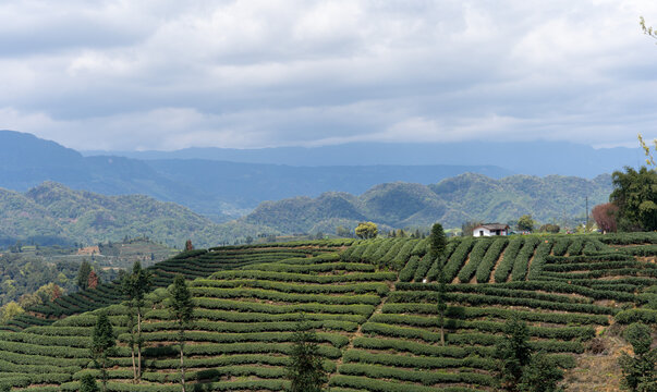 四川雅安蒙顶山牛碾坪茶山