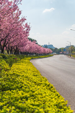 樱花