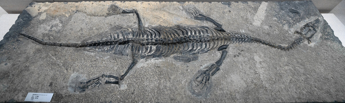 胡氏贵州龙化石