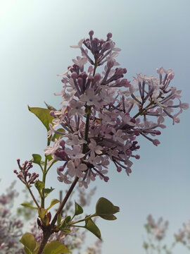 蓝天下盛开的紫丁香花