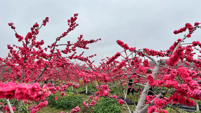 桃花盛开