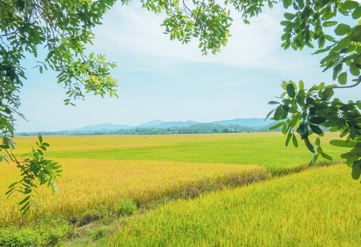 水稻丰收季节拍摄