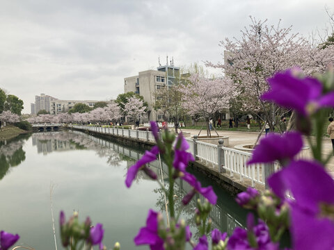 樱花道