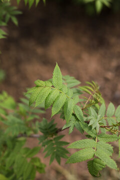 蕨类植物