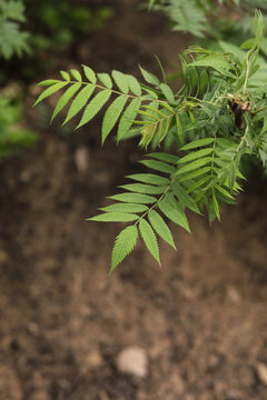 蕨类植物