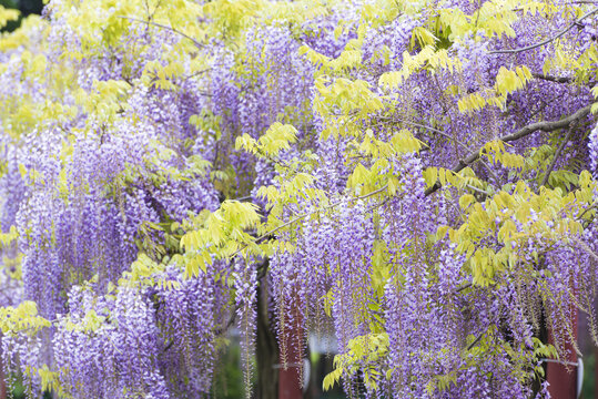 紫藤花