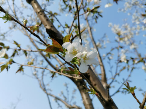 山樱花