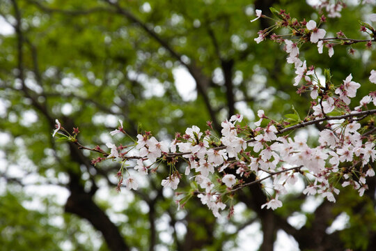 樱花枝