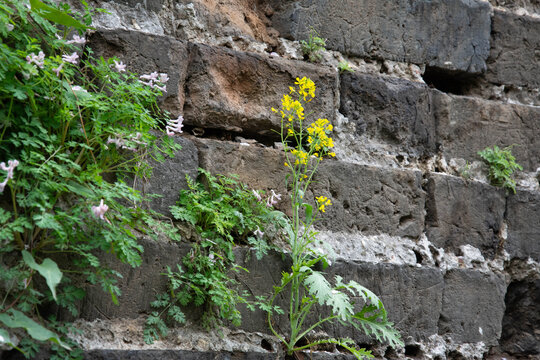 一颗长在城墙缝隙里的油菜花