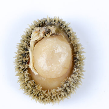 南非鮑魚(yú)