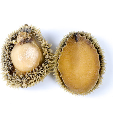 南非鮑魚(yú)