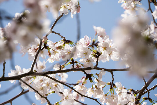 樱花