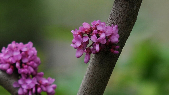 开在枝干上的紫荆花