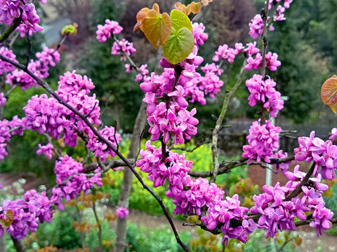 紫荆花