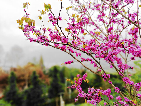 紫荆花枝