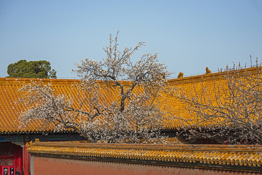 北京故宫杏花