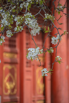 北京故宫梨花