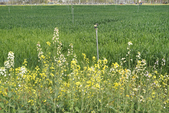 油菜花及麦田农业灌溉喷灌系统