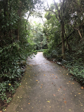 雨后小路