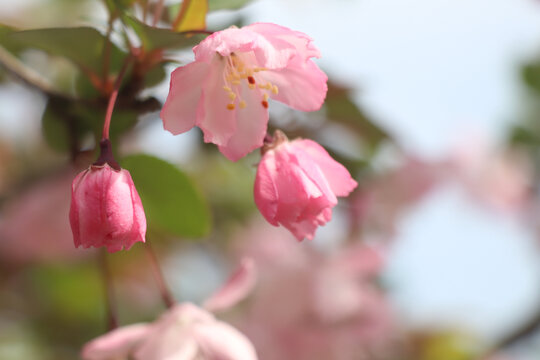 樱花将开