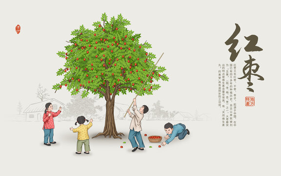 紅棗插畫