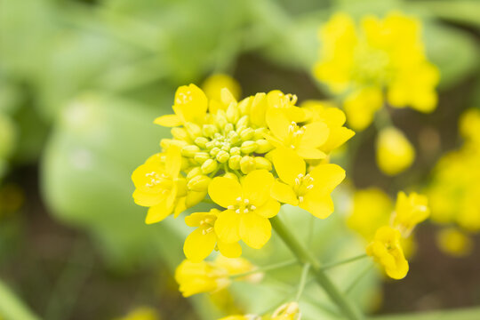 油菜花