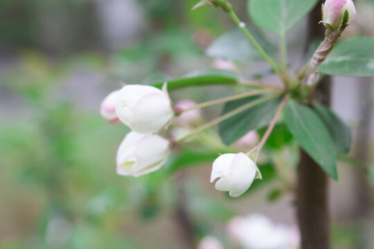 车厘子花