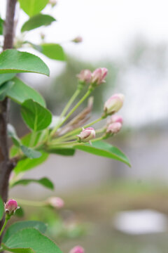 车厘子花