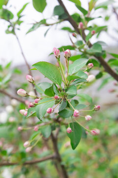 车厘子花