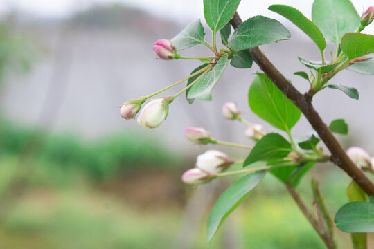 车厘子花