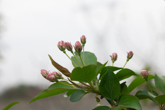 车厘子花