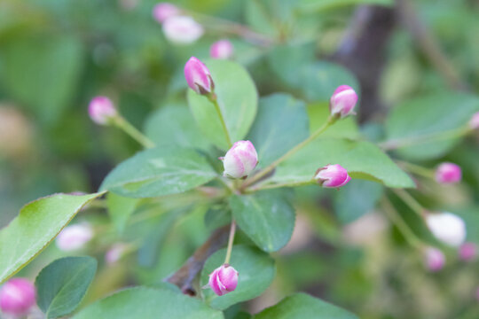 车厘子花