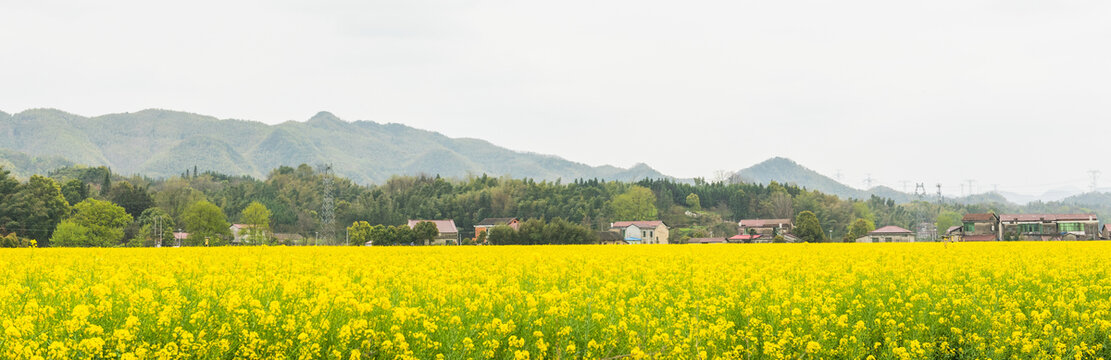 油菜花田民居长卷