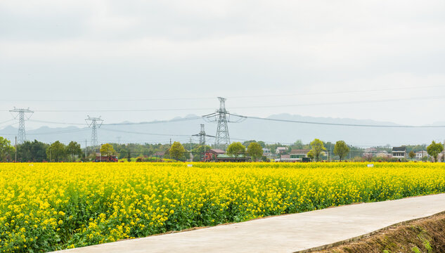 油菜花田电塔