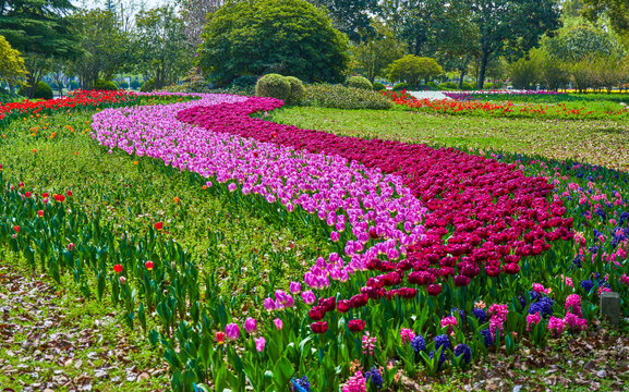 郁金香花园