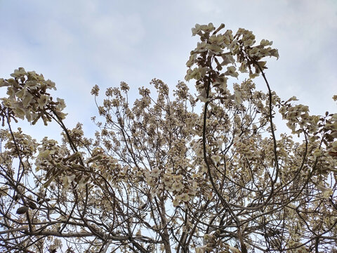 泡桐花特写