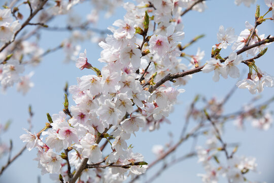 桃花