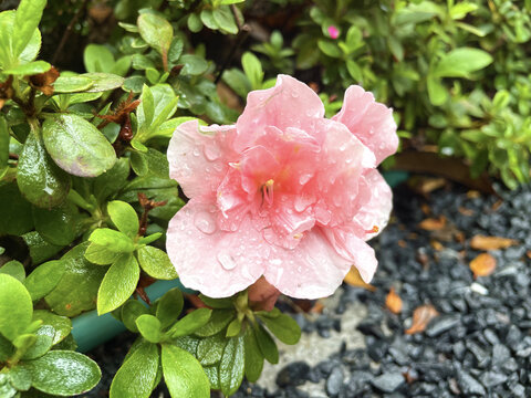 花朵