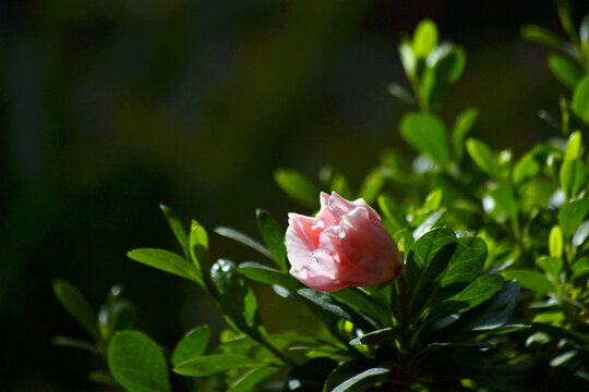 粉色杜鹃花