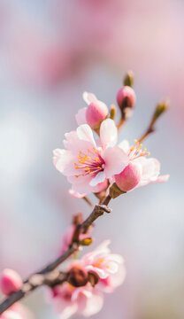 桃花素材清明春天高清特写