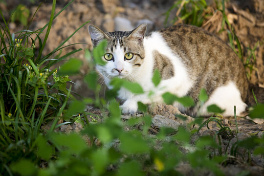 狸花猫