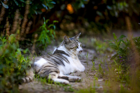 狸花猫