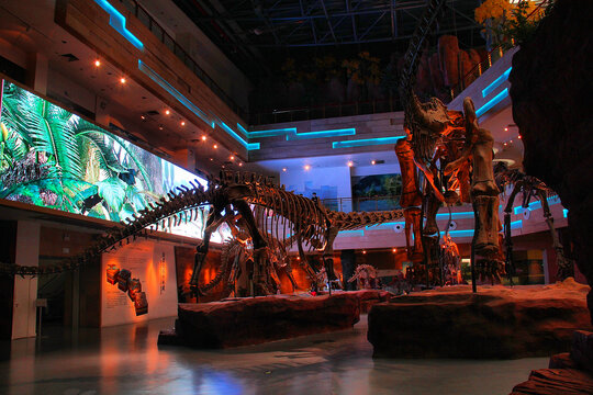 长颈龙恐龙化石