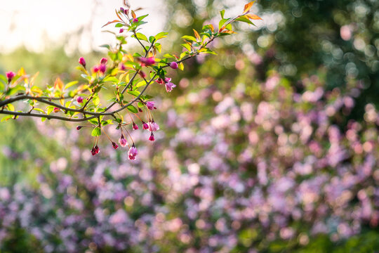 春天盛开的垂丝海棠花