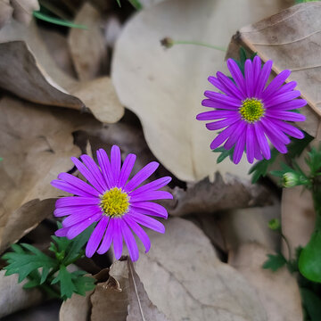 春天的菊花