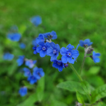 蓝布裙倒提壶花