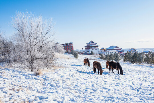 冬季雪原树林马群