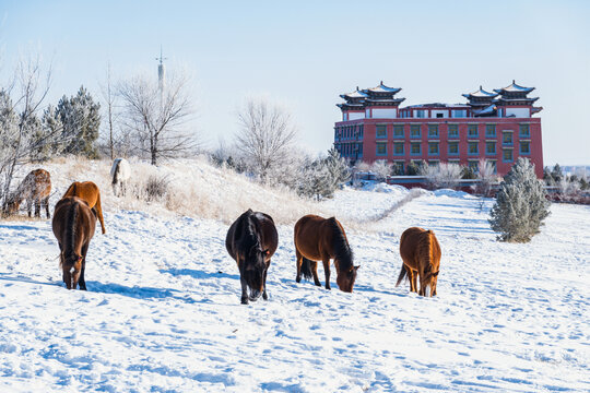 雪地马群寺院建筑