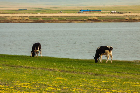 水边小牛吃草