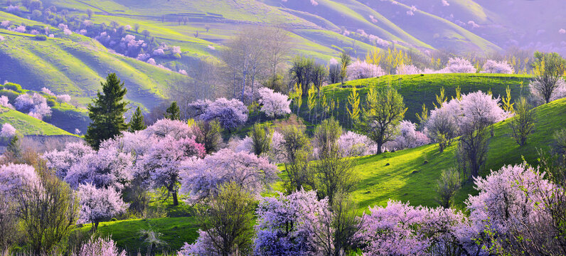 新疆伊犁春满山岭风景